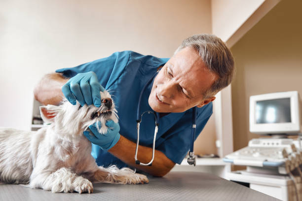 Best Same-Day Emergency Dentist in Memphis, MO
